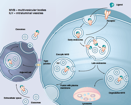 Exosomes; EVs